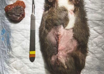 Massa abdominal en una rata sènior