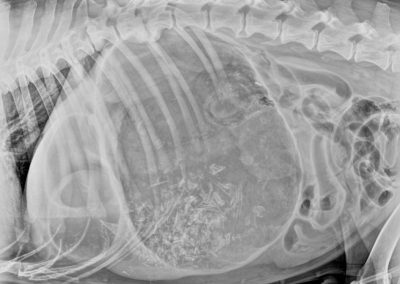 Dilatación y torsión gástrica en una perra mastín.