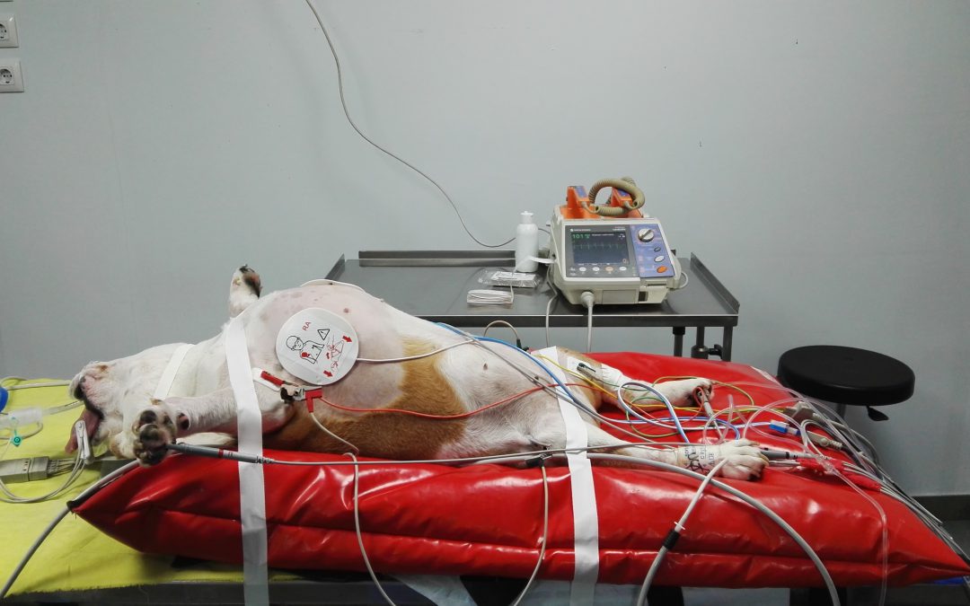 Cardioversió elèctrica en un Bulldog Anglès amb cardiomiopatía arritmogénica