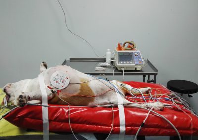 Cardioversión eléctrica en un Bulldog Inglés con cardiomiopatía arritmogénica